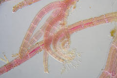 Melanothamnus infestans