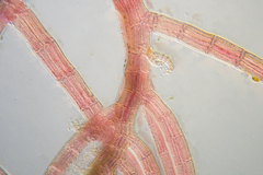 Melanothamnus infestans