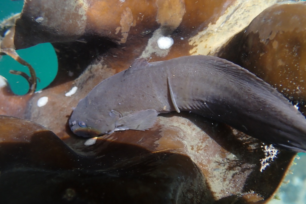 Spotted snailfish (Liparis callyodon) — Liparidae