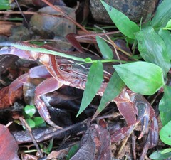 Potamonautes sidneyi