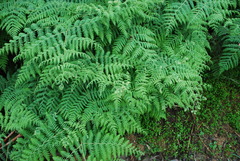 Hypolepis glandulifera