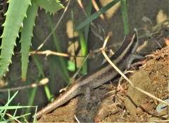 Trachylepis striata