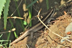 Trachylepis striata