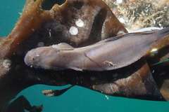 Liparis callyodon