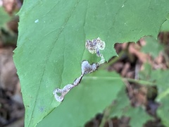 Liriomyza orilliensis