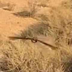 Phalaenoptilus nuttallii