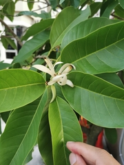 Magnolia × alba