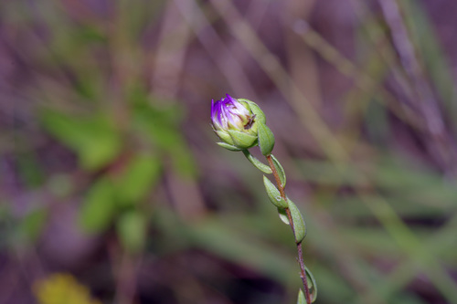 Image of Symphyotrichum pratense by (c) Michelle W. （鍾偉瑋）, some rights reserved (CC BY)