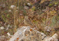 Anthus godlewskii
