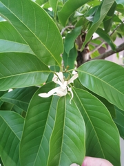 Magnolia × alba