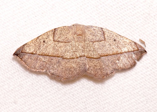 Eusarca geniculata photo 2