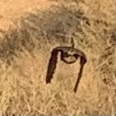 Phalaenoptilus nuttallii