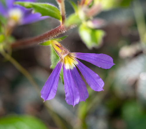 Scaevola aemula