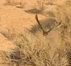 Phalaenoptilus nuttallii