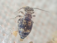 Cerobasis