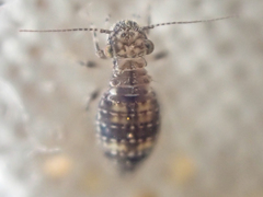 Cerobasis