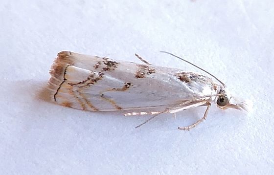 Microcrambus copelandi