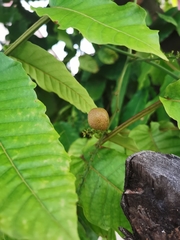 Pometia pinnata