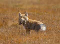 Vulpes ferrilata