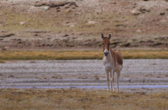 Equus kiang