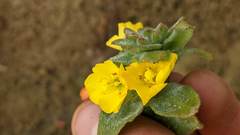 Camissoniopsis cheiranthifolia cheiranthifolia