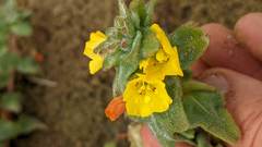 Camissoniopsis cheiranthifolia cheiranthifolia
