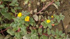 Camissoniopsis cheiranthifolia cheiranthifolia
