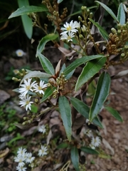 Olearia cheesemanii