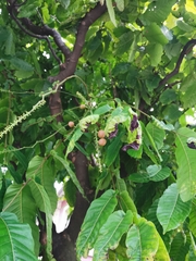 Pometia pinnata