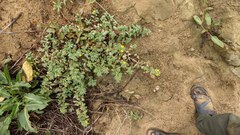 Camissoniopsis cheiranthifolia cheiranthifolia