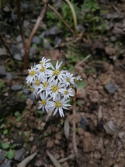 Olearia cheesemanii