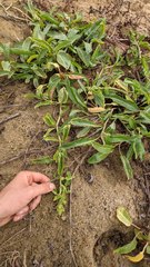 Camissoniopsis cheiranthifolia cheiranthifolia