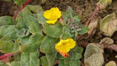 Camissoniopsis cheiranthifolia cheiranthifolia