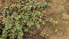 Camissoniopsis cheiranthifolia cheiranthifolia