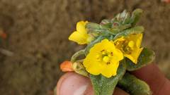 Camissoniopsis cheiranthifolia cheiranthifolia