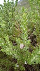 Leucospermum bolusii