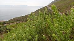 Leucospermum bolusii