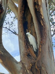 Cacatua galerita galerita