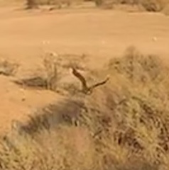 Phalaenoptilus nuttallii