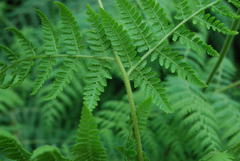 Hypolepis glandulifera