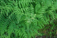 Hypolepis glandulifera