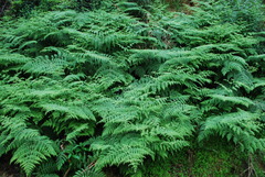 Hypolepis glandulifera