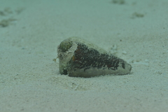 Conus leopardus