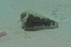 Conus leopardus