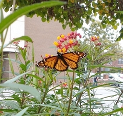Danaus plexippus