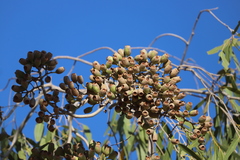 Corymbia terminalis