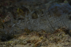 Macrorhynchia philippina