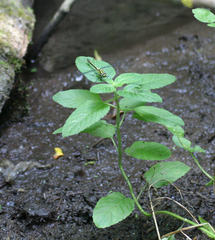 Gomphus schneiderii
