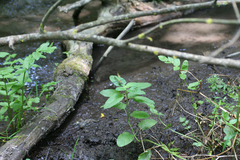 Gomphus schneiderii