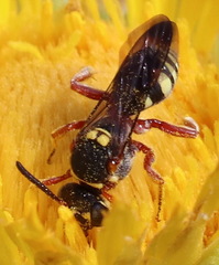Nomada texana
